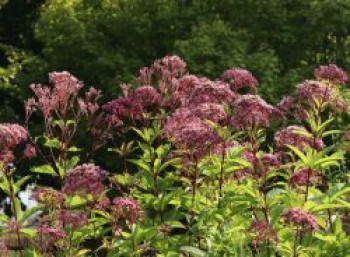 Großer Wasserdost &#8218;Purple Bush&#8216;, Eupatorium fistulosum &#8218;Purple Bush&#8216;, Topfware