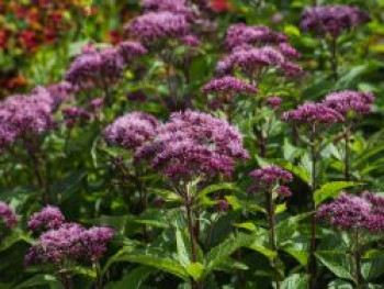 Großer Wasserdost &#8218;Red Dwarf&#8216;, Eupatorium fistulosum &#8218;Red Dwarf&#8216;, Topfware