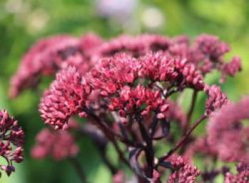 Großes Fettblatt &#8218;José Aubergine&#8216;, Sedum telephium &#8218;José Aubergine&#8216;, Topfware