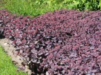 Großes Fettblatt &#8218;Karfunkelstein&#8216;, Sedum telephium &#8218;Karfunkelstein&#8216;, Topfware