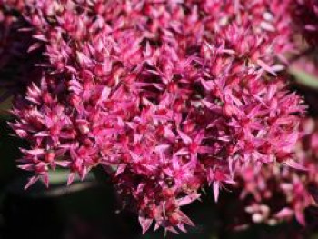 Großes Fettblatt &#8218;Mr Goodbud&#8216;, Sedum telephium &#8218;Mr Goodbud&#8216;, Topfware