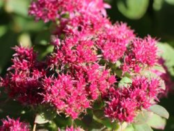 Großes Fettblatt &#8218;Munstead Dark Red&#8216;, Sedum telephium &#8218;Munstead Dark Red&#8216;, Topfware