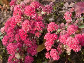 Großes Fettblatt &#8218;Red Cauli&#8216;, Sedum telephium &#8218;Red Cauli&#8216;, Topfware