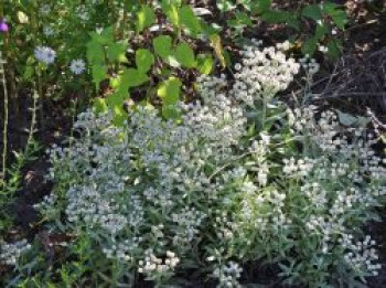 Großes Perlkörbchen, Anaphalis margaritacea, Topfware