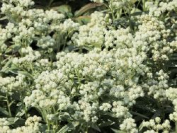 Großes Perlkörbchen &#8218;Neuschnee&#8216;, Anaphalis margaritacea &#8218;Neuschnee&#8216;, Topfware