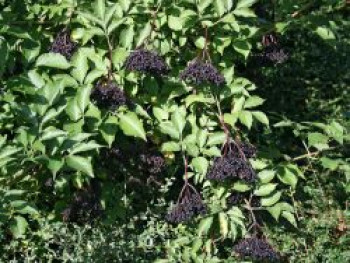 Großfrüchtige Fliederbeere 'Haschberg', 10-25 cm, Sambucus nigra 'Haschberg', Topfware