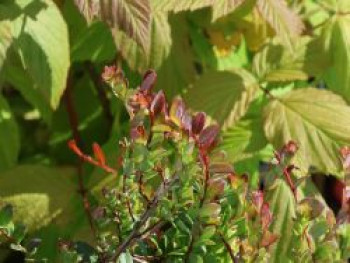 Großfruchtige Moosbeere 'Cranberry', 30-40 cm, Vaccinium macrocarpon 'Cranberry', Containerware