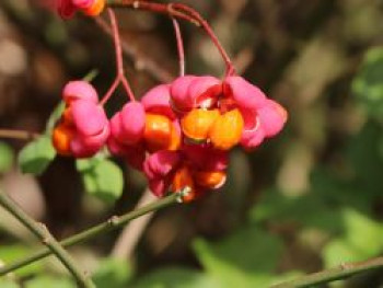 Großfrüchtiges Pfaffenhütchen, 30-40 cm, Euonymus planipes, Containerware