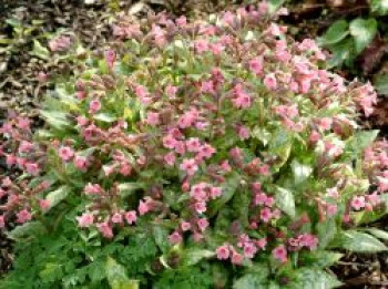 Großgeflecktes Lungenkraut 'Bubble Gum', Pulmonaria saccharata 'Bubble Gum', Topfware