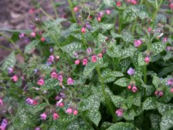 Großgeflecktes Lungenkraut 'Mrs. Moon', Pulmonaria saccharata 'Mrs. Moon', Topfware