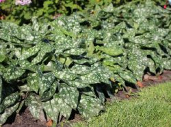 Großgeflecktes Lungenkraut &#8218;Trevi Fountain&#8216; ®, Pulmonaria saccharata &#8218;Trevi Fountain&#8216; ®, Topfware