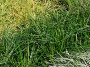 Grünblättrige Segge &#8218;Irish Green&#8216;, Carex foliosissima &#8218;Irish Green&#8216;, Topfware