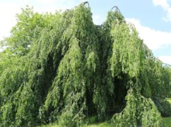 Grüne Hängebuche 'Pendula', 200-225 cm, Fagus sylvatica 'Pendula', Containerware XXL