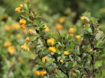 Grüne Polster-Berberitze &#8218;Nana&#8216;, 20-30 cm, Berberis buxifolia &#8218;Nana&#8216;, Containerware