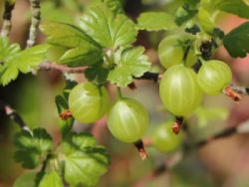 Grüne Stachelbeere &#8218;Giggles® Green&#8216;, Ribes uva-crispa &#8218;Giggles® Green&#8216;, Topfware