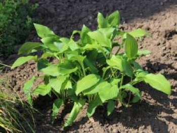 Grüne Wellblatt-Funkie &#8218;Erromena&#8216;, Hosta undulata &#8218;Erromena&#8216;, Topfware