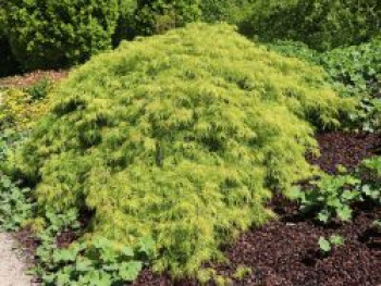 Grüner Schlitzahorn 'Dissectum', 30-40 cm, Acer palmatum 'Dissectum', Containerware