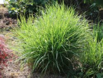 Grünes Kopfgras, Sesleria heufleriana, Topfware