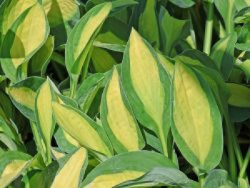 Grünrand-Funkie &#8218;Gypsy Rose&#8216; ®, Hosta x cultorum &#8218;Gypsy Rose&#8216; ®, Topfware