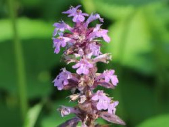 Günsel 'Tottenham', Ajuga reptans 'Tottenham', Topfware