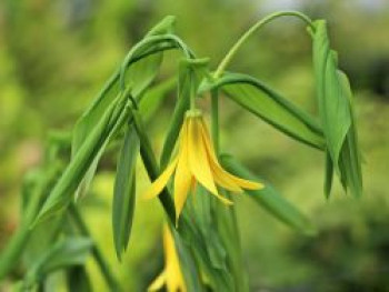 Hänge Goldglocke, Uvularia grandiflora, Topfware