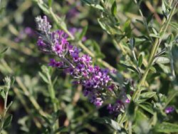 Hänge-Sommerflieder &#8218;Unique&#8216;, 40-60 cm, Buddleja alternifolia &#8218;Unique&#8216;, Containerware