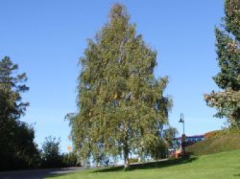 Hängebirke / Sandbirke / Weißbirke, 100-125 cm, Betula pendula, Containerware