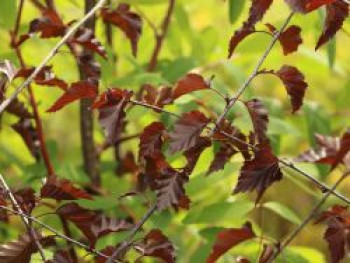 Hängebirke / Sandbirke / Weißbirke &#8218;Royal Frost&#8216;, 100-125 cm, Betula pendula &#8218;Royal Frost&#8216;, Containerware