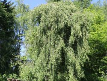 Hängebirke 'Tristis', 100-150 cm, Betula pendula 'Tristis', Containerware