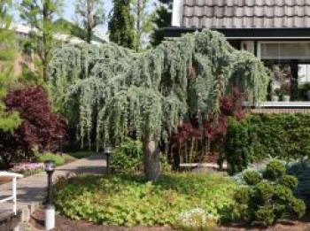 Hängende Blauzeder &#8218;Glauca Pendula&#8216;, 80-100 cm, Cedrus atlantica &#8218;Glauca Pendula&#8216;, Containerware