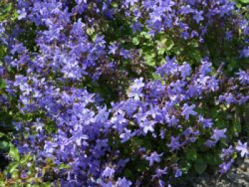 Hängepolster-Glockenblume &#8218;Blauranke&#8216;, Campanula poscharskyana &#8218;Blauranke&#8216;, Topfware