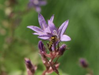 Hängepolster-Glockenblume &#8218;Lisduggan&#8216;, Campanula poscharskyana &#8218;Lisduggan&#8216;, Topfware