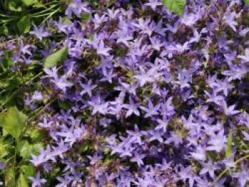 Hängepolster-Glockenblume, Campanula poscharskyana, Topfware