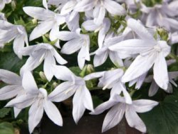 Hängepolster-Glockenblume &#8218;Schneeranke&#8216;, Campanula poscharskyana &#8218;Schneeranke&#8216;, Topfware