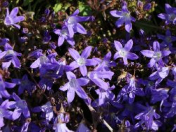 Hängepolster-Glockenblume 'Stella', Campanula poscharskyana 'Stella', Topfware