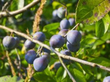 Haferpflaume, 40-60 cm, Prunus domestica subsp. insititia, Containerware