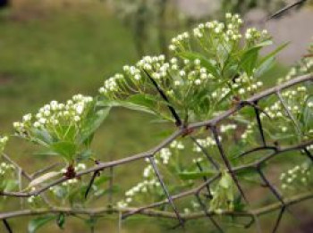 Hahnendorn, 50-80 cm, Crataegus crus-galli, Topfware