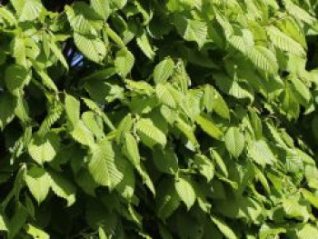 Hainbuche 'Lucas', 125-150 cm, Carpinus betulus 'Lucas', Containerware