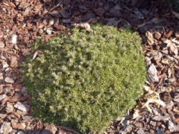 Hakenkiefer / Berg-Spirke / Aufrechte Berg-Föhre, 10-20 cm, Pinus uncinata, Topfware