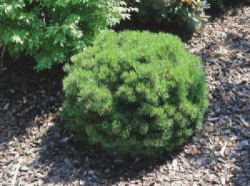 Hakenkiefer &#8218;Heideperle&#8216;, 15-20 cm, Pinus mugo &#8218;Heideperle&#8216;, Containerware