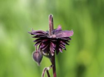 Halbakelei &#8218;Plena Black Barlow&#8216;, Semiaquilegia x cultorum &#8218;Plena Black Barlow&#8216;, Topfware