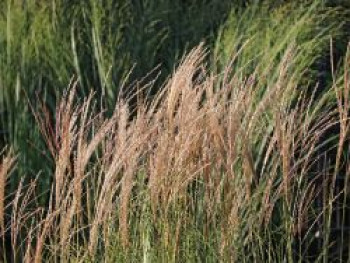 Halbhoher Chinaschilf &#8218;Yakushima Dwarf&#8216;, Miscanthus sinensis &#8218;Yakushima Dwarf&#8216;, Topfware