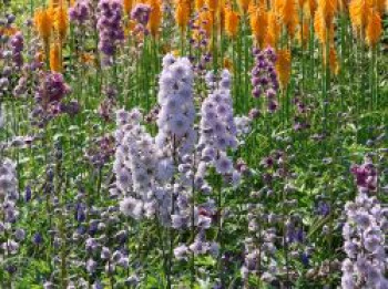 Halbhoher Rittersporn Highlander ® &#8218;Cha Cha&#8216; ®, Delphinium x elatum Highlander ® &#8218;Cha Cha&#8216; ®, Topfware