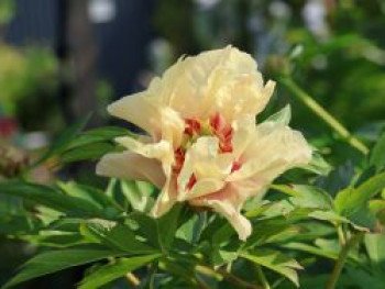 Halbstrauchige Pfingstrose &#8218;Border Charme&#8216;, Paeonia Itoh-Hybride &#8218;Border Charme&#8216;, Containerware