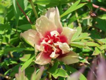 Halbstrauchige Pfingstrose &#8218;Callie&#8217;s Memory&#8216;, Paeonia Itoh-Hybride &#8218;Callie&#8217;s Memory&#8216;, Containerware