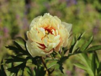 Halbstrauchige Pfingstrose &#8218;Canary Brilliants&#8216;, Paeonia Itoh-Hybride &#8218;Canary Brilliants&#8216;, Containerware