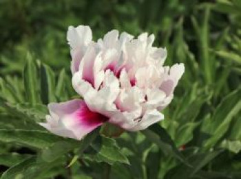 Halbstrauchige Pfingstrose &#8218;Cora Louise&#8216;, Paeonia Itoh-Hybride &#8218;Cora Louise&#8216;, Containerware