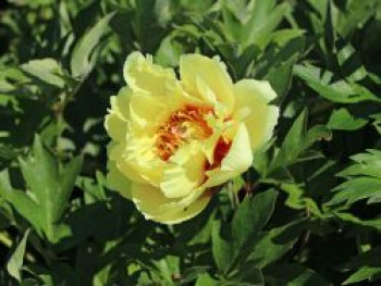 Halbstrauchige Pfingstrose &#8218;Garden Treasure&#8216;, Paeonia Itoh-Hybride &#8218;Garden Treasure&#8216;, Containerware