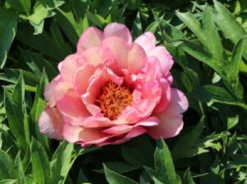 Halbstrauchige Pfingstrose &#8218;Hillary&#8216;, Paeonia Itoh-Hybride &#8218;Hillary&#8216;, Containerware