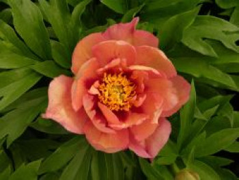 Halbstrauchige Pfingstrose 'Kopper Kettle', Paeonia Itoh-Hybride 'Kopper Kettle', Containerware